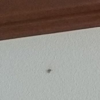 Saela - Another spider in my den - Pest Control Near Me - Lynnwood, Washington Saela - Another spider in my den - Pest Control Near Me - Lynnwood, Washington