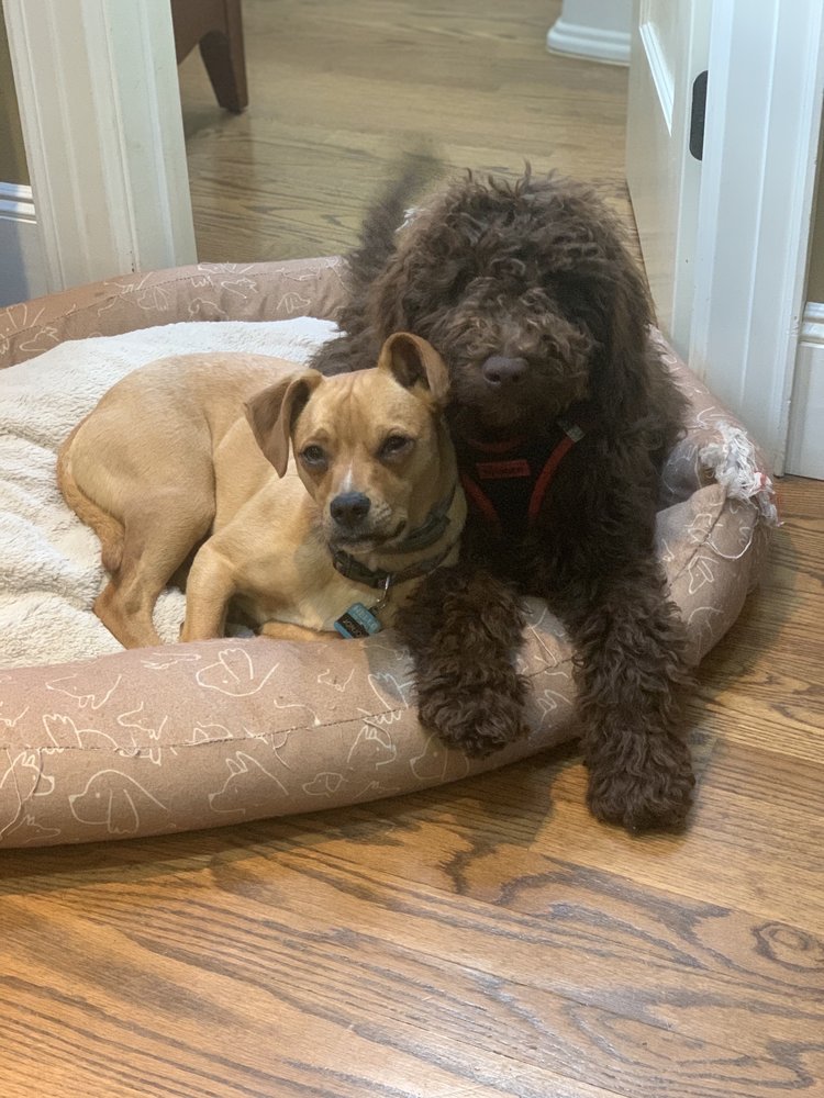 BED & BISCUIT KENNELS Updated June 2024 21 Reviews 3139 Rte 112