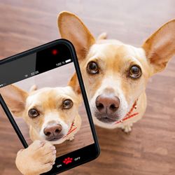 PhoneCrush Repairs & Accessories