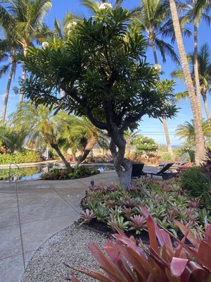 Pineapple Inn Maui by null