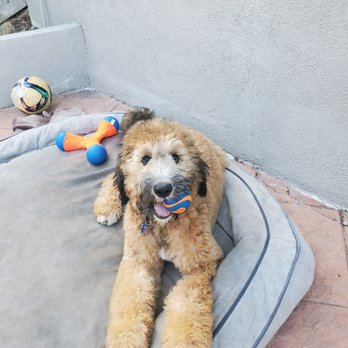 Karma Dog Training - Pet Training Near Me Karma Dog Training - Pet Training Near Me