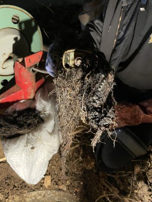 A $49.95 Any Sewer Logo