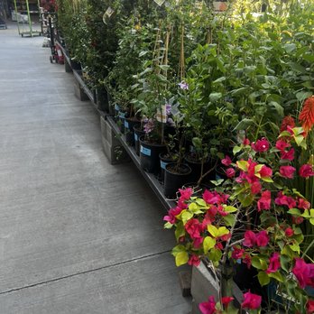 Lowe's Home Improvement - Looking for The Waxleaf Ligustrum found it @ LOWES garden center located: 26415 Bouquet Canyon Rd, Santa Clarita, CA 91350 (661) 297-1400 - Hardware Stores Near Me - Santa Clarita, California Lowe's Home Improvement - Looking for The Waxleaf Ligustrum found it @ LOWES garden center located: 26415 Bouquet Canyon Rd, Santa Clarita, CA 91350 (661) 297-1400 - Hardware Stores Near Me - Santa Clarita, California