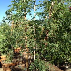 Green Desert Wholesale Tree Nursery