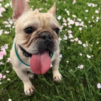 Grooms That Last - Pet Groomers Near Me - Fort Worth, Texas