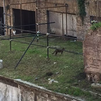Torre Argentina - Public Plazas Near Me - Rome, RM Torre Argentina - Public Plazas Near Me - Rome, RM