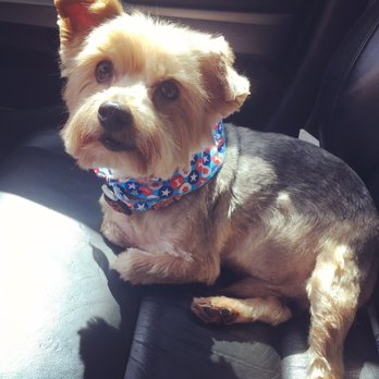Downtown Dog - Pet Stores Near Me - Aiken, South Carolina