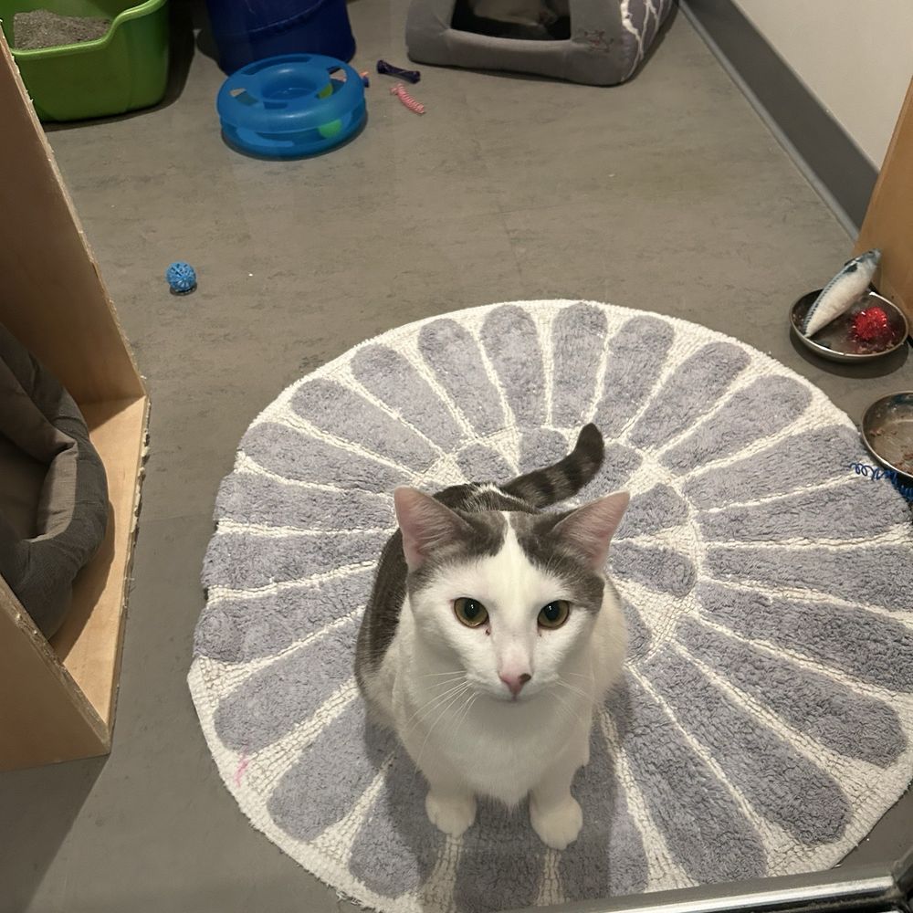 Cat Town - Animal Shelters Near Me - Oakland, California Cat Town - Animal Shelters Near Me - Oakland, California