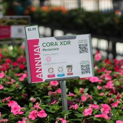 Cornelius Nursery
