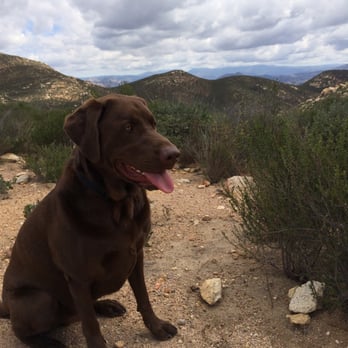 Walks to Wags - Sam on his hike up Iron Mountain - Dog Walkers Near Me Walks to Wags - Sam on his hike up Iron Mountain - Dog Walkers Near Me
