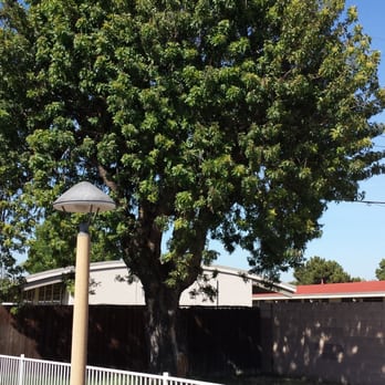 Torres Tree Service - Tree Services Near Me Torres Tree Service - Tree Services Near Me