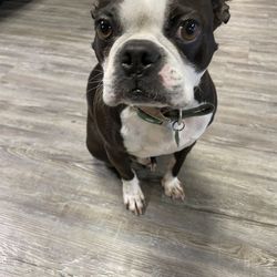 Foundation Physical Therapy - Dog