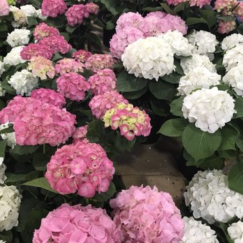 Boston Flower Exchange - Florists Near Me - Boston, Massachusetts Boston Flower Exchange - Florists Near Me - Boston, Massachusetts