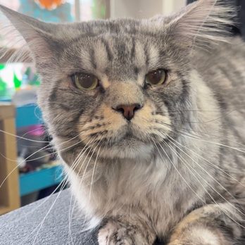 Pet Haven Grooming - Not just dogs - we groom cats too! - Pet Groomers Near Me - Burbank, California Pet Haven Grooming - Not just dogs - we groom cats too! - Pet Groomers Near Me - Burbank, California