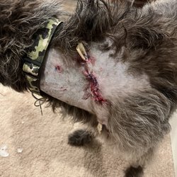 Dog Works Ranch - Lost surgery, they found a second puncture wound that needed stitching