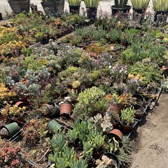 Green Touch Nursery - Nurseries & Gardening Near Me - Bellflower, California Green Touch Nursery - Nurseries & Gardening Near Me - Bellflower, California