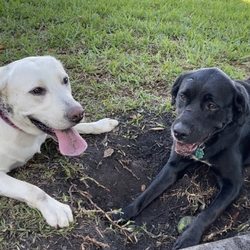 Canine Corner Dog Park - Dogs