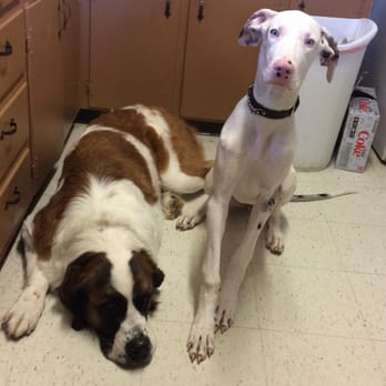 Azle Veterinary Medical Center - The staff here treated my big dogs like family. The Vet answered every one of our questions.. I love the staff so much I became one. - Veterinarians Near Me - Azle, Texas Azle Veterinary Medical Center - The staff here treated my big dogs like family. The Vet answered every one of our questions.. I love the staff so much I became one. - Veterinarians Near Me - Azle, Texas