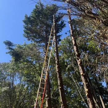 Tiger Cut Lawns - Professional tree trimming solutions! - Tree Services Near Me - Randleman, North Carolina Tiger Cut Lawns - Professional tree trimming solutions! - Tree Services Near Me - Randleman, North Carolina