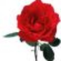 Blumen Ziya Ekinci