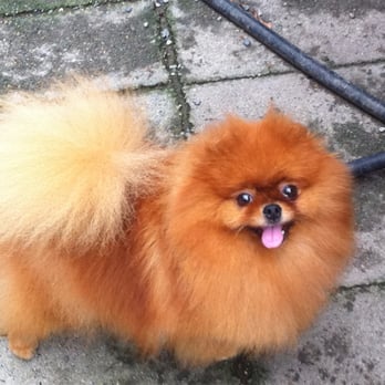 Pampered Pooch Grooming - Beautiful red Pomeranian - Pet Sitting Near Me - Poulsbo, Washington Pampered Pooch Grooming - Beautiful red Pomeranian - Pet Sitting Near Me - Poulsbo, Washington