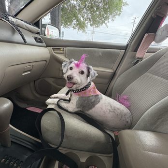 Dee's Grooming - A pink haired dog - Pet Stores Near Me - San Antonio, Texas