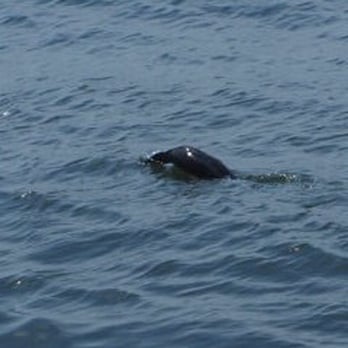 The Belt Parkway Promenade - Another sea bird diving for food. Heads to the left going down! - Parks Near Me - Brooklyn, New York