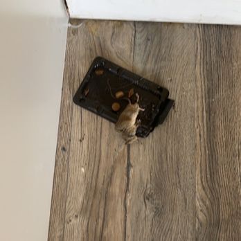Cascade Senator Apartments - Mouse 12 - Apartments Near Me - Yakima, Washington