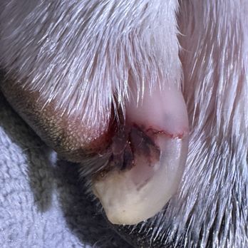PetSmart - Condition of the nail after grooming... - Pet Stores Near Me - College Station, Texas PetSmart - Condition of the nail after grooming... - Pet Stores Near Me - College Station, Texas