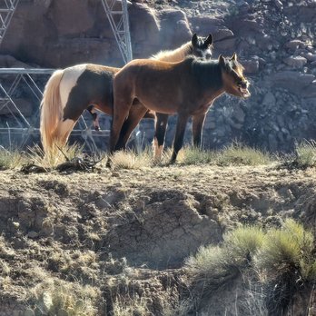 New Mexico Jeep Tours - This is one photo of the wild horses we got there were several! - Tours Near Me New Mexico Jeep Tours - This is one photo of the wild horses we got there were several! - Tours Near Me