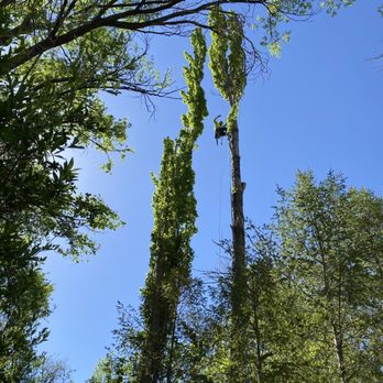 American Tree Services - 100' Lombardy polar removal in Jemez springs - Tree Services Near Me