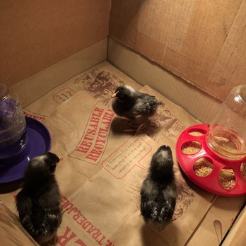 Cutino's Tire Center - three baby chicks in a box - Tires Near Me - Oakley, California