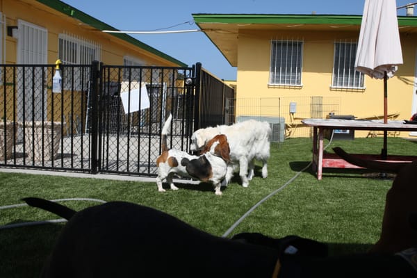 Canine To Five by null