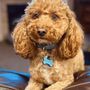 Photo of Humane Society of Utah