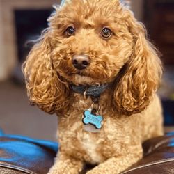 Humane Society of Utah - Rusty celebrating his 3rd birthday.