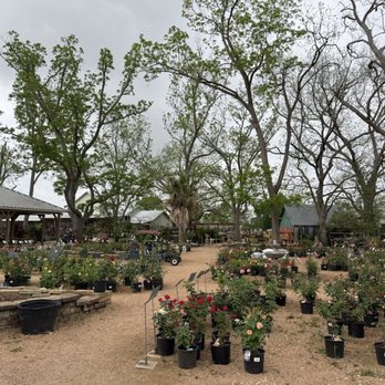 Enchanted Forest - Roses - Nurseries & Gardening Near Me - Richmond, Texas