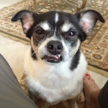 Pet De Lite - Pet Groomers Near Me - Lorton, Virginia