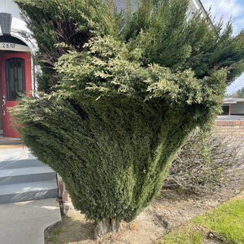 Romero Landscaping - Second large Cyprus bush they removed - Landscaping Near Me - San Bernardino, California