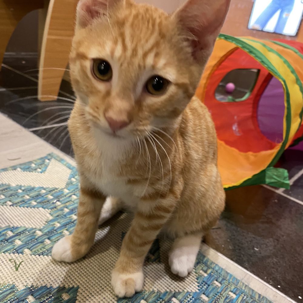 Mini Cat Town - Pet Adoption Near Me - San Jose, California Mini Cat Town - Pet Adoption Near Me - San Jose, California