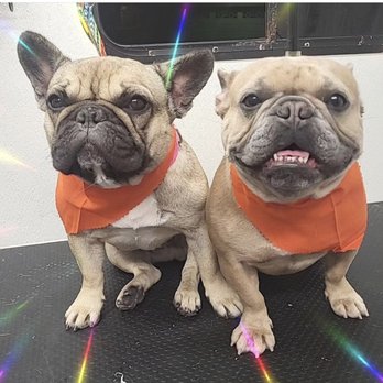 Holly's Mobile Grooming - Pet Groomers Near Me