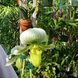 St. Pete Orchid Farm
