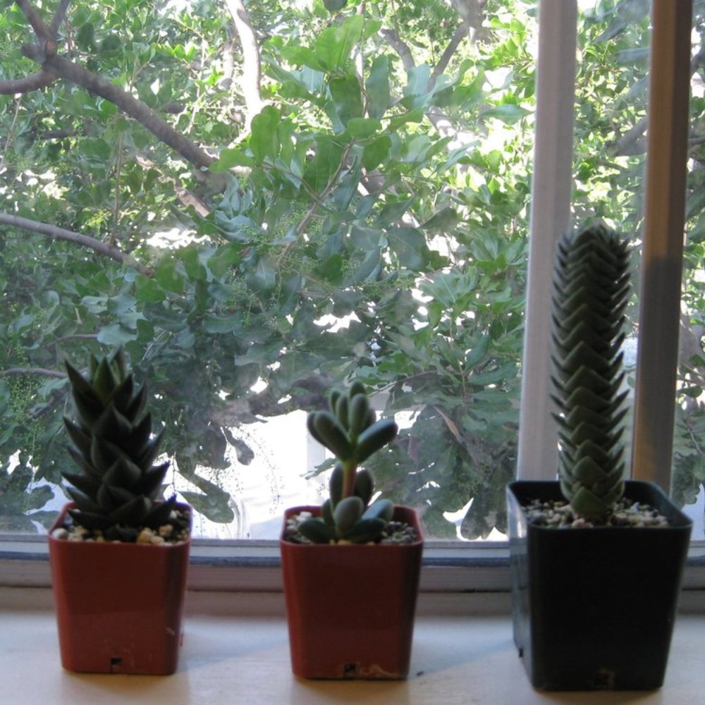High Sierra Nursery - Nurseries & Gardening Near Me High Sierra Nursery - Nurseries & Gardening Near Me