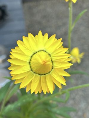 Big Pillow Brewing by null