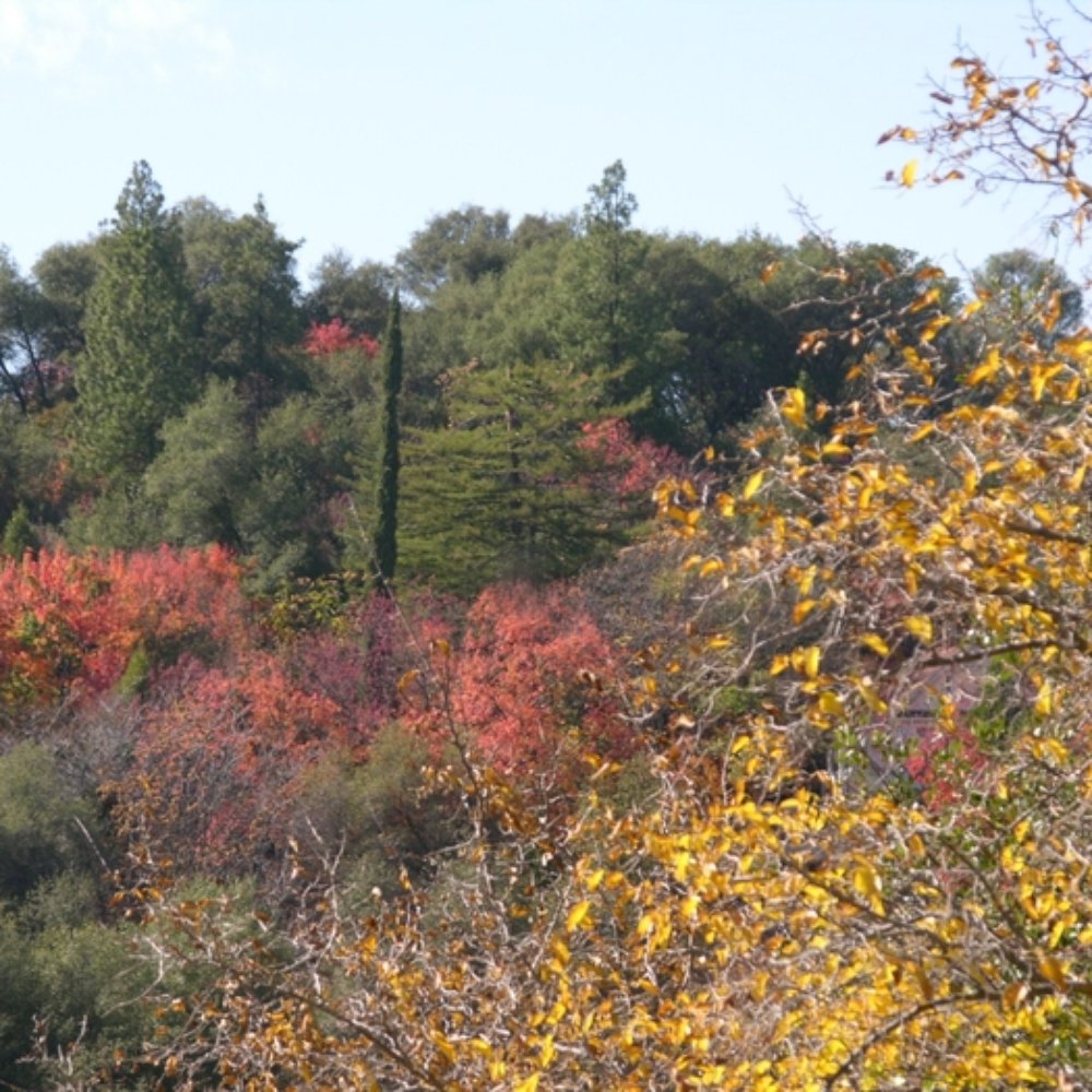 Barretta Gardens Inn Bed & Breakfast - view in autumn - Bed & Breakfast Near Me - Sonora, California Barretta Gardens Inn Bed & Breakfast - view in autumn - Bed & Breakfast Near Me - Sonora, California
