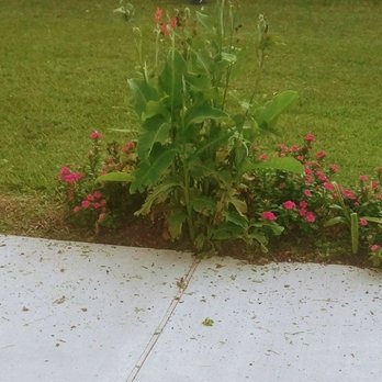 Absolute Landscaping - Weeds growing as tall as me. Weeds that shouldn't grow had they planted this correctly. - Tree Services Near Me - New Orleans, Louisiana