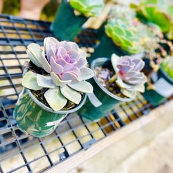 Fanick's Garden Center - Succulents