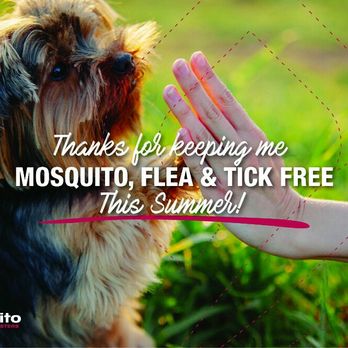 Mosquito Busters - Think about your pet this summer! We offer a Pet Package for mosquitoes, fleas & ticks. - Pest Control Near Me Mosquito Busters - Think about your pet this summer! We offer a Pet Package for mosquitoes, fleas & ticks. - Pest Control Near Me