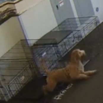 Dogtopia McKinney - My dog dangerously (unsupervised) escaping from his crate - Pet Boarding Near Me - McKinney, Texas Dogtopia McKinney - My dog dangerously (unsupervised) escaping from his crate - Pet Boarding Near Me - McKinney, Texas