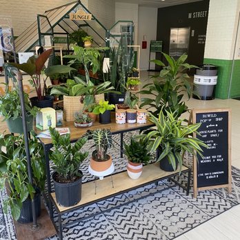 Rewild - Pop-up layout - Florists Near Me - Washington, DC, District of Columbia