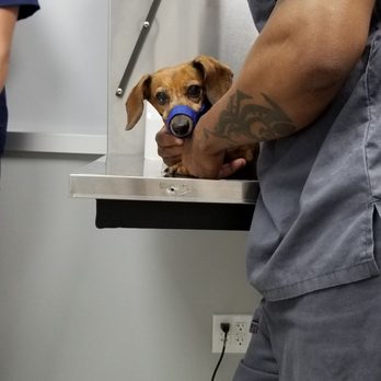 Williamsburg Veterinary Clinic - Veterinarians Near Me - Brooklyn, New York Williamsburg Veterinary Clinic - Veterinarians Near Me - Brooklyn, New York